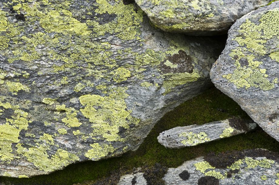 Stein med lav på Vikafjellet
Stones With lichen on the Vikamountain
