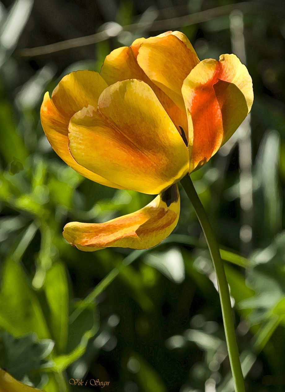Tulipan - Tulipo