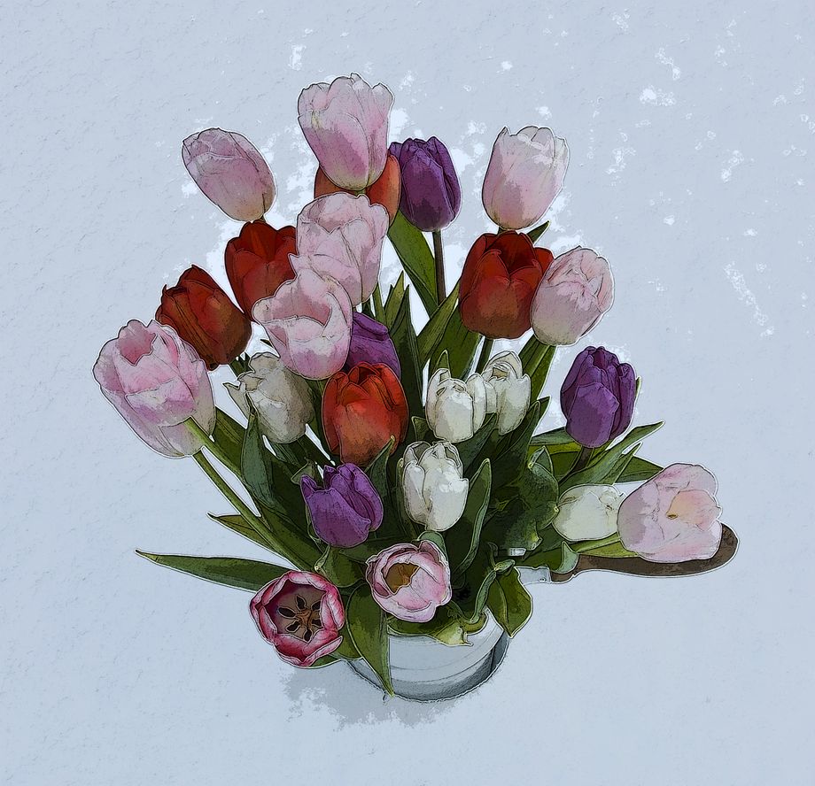 Tulipanar i snø - Tulips in snow
