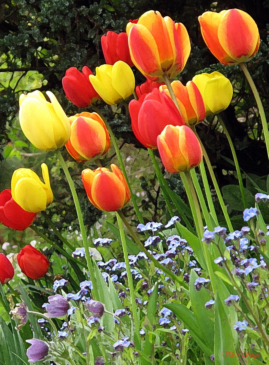 Stolte tulipanar - Proud tulips
 