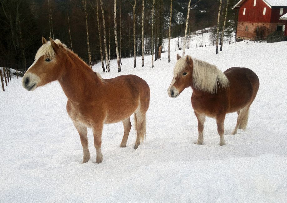 Hestar på Korsbøen, Snarum - Horses on Korsbøen, Snarum
Giclee