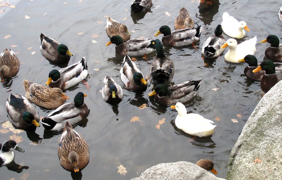 Andeting  -  A duck meeting 
