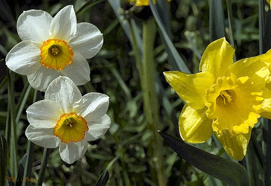 Pinseliljer - Whitsun lily
 