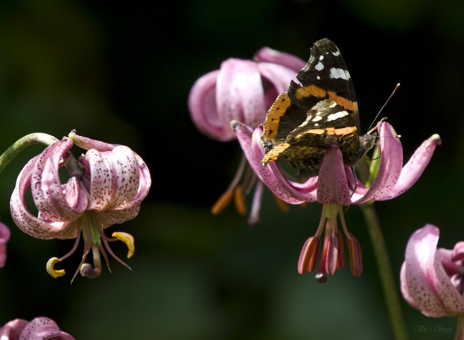 Martagonlilje og sommerfugl - Martagon lily and butterfly
Foto-