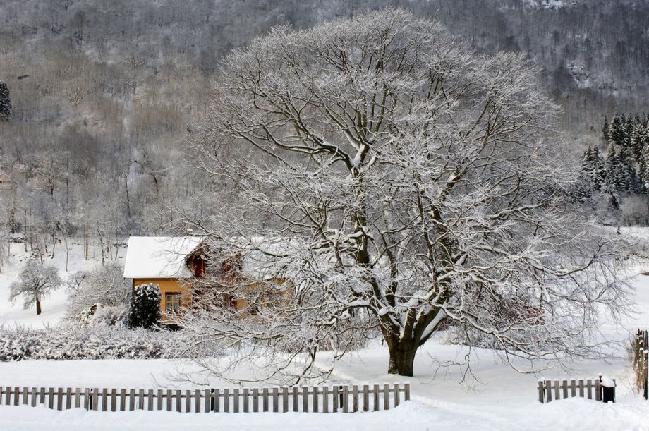 Tre i vinterskrud - Tree in winter suit (Hamnen in Vik)
Foto-