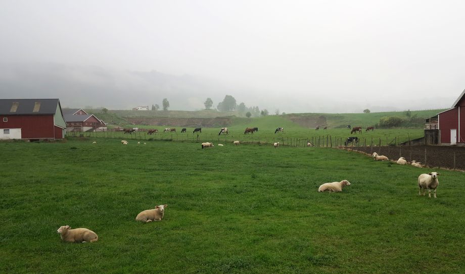 Sauer og kyr på Vange - Sheep and cows at Vange