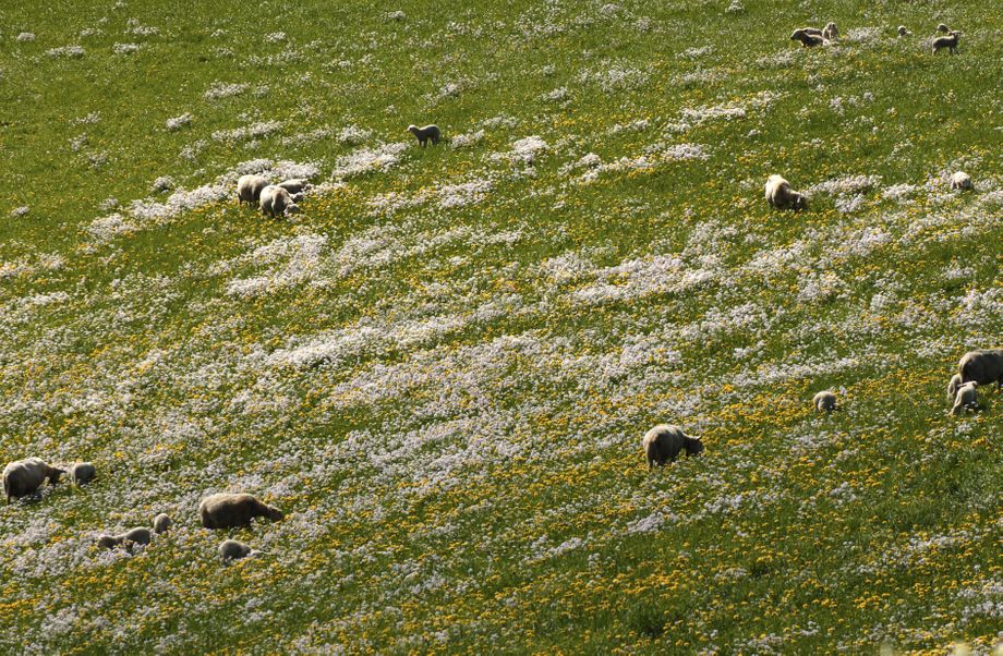Sauer i blomstereng på Stokkabø - Sheep among flowers at Stokkabø
