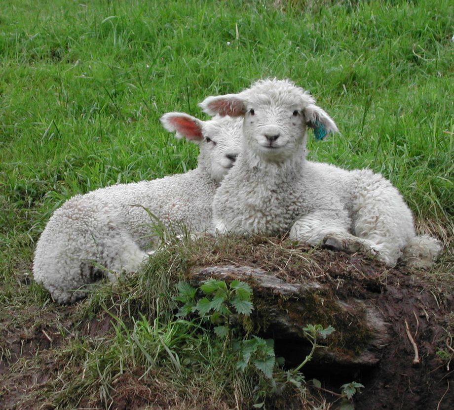 To blide lam, Stadheim i Vik - Two smiling lambs, Stadheim in Vik
