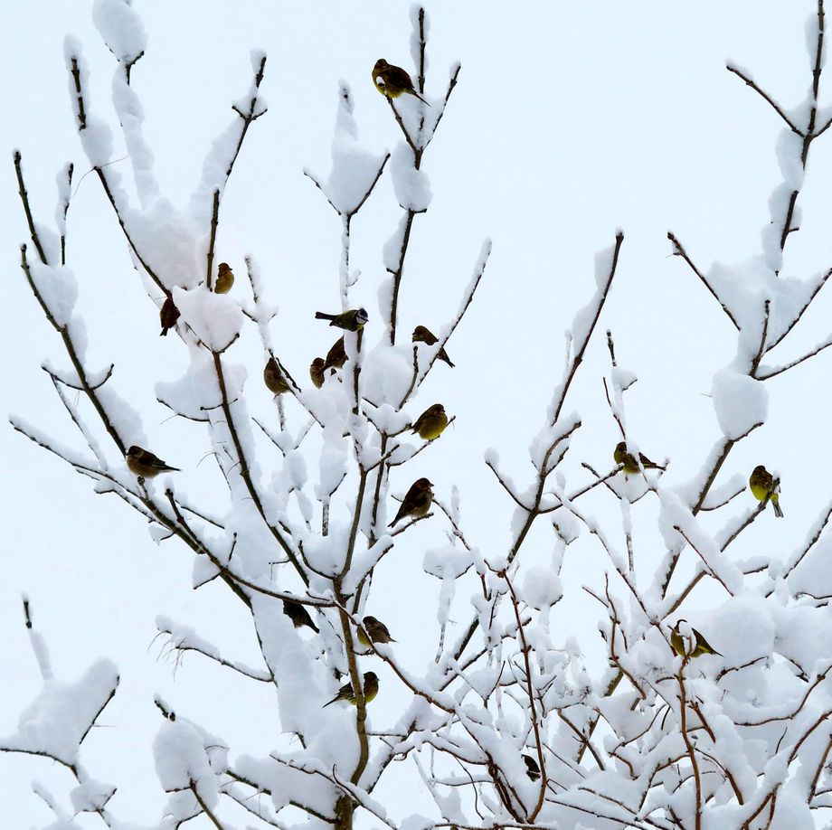 Grønnfink, blåmeis og kjøttmeis i vinterlandskap - Winter birds
