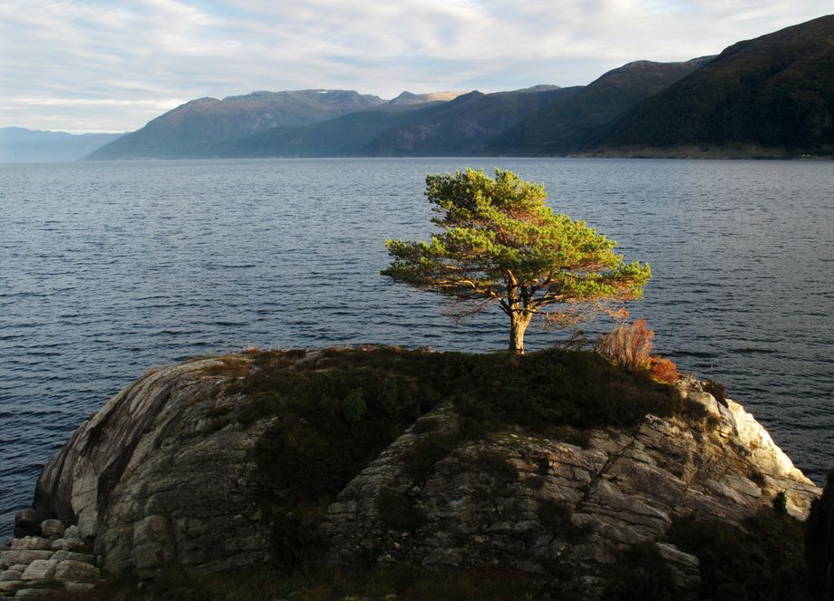 Einsam furu på Austrheim i Høyanger - Lonely pine tree at Austrheim in Høyanger, and the Sognefjord