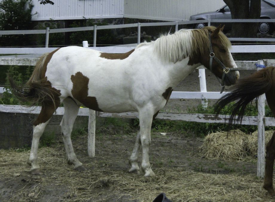 Hest i Sandefjord - Horse in Sandefjord
