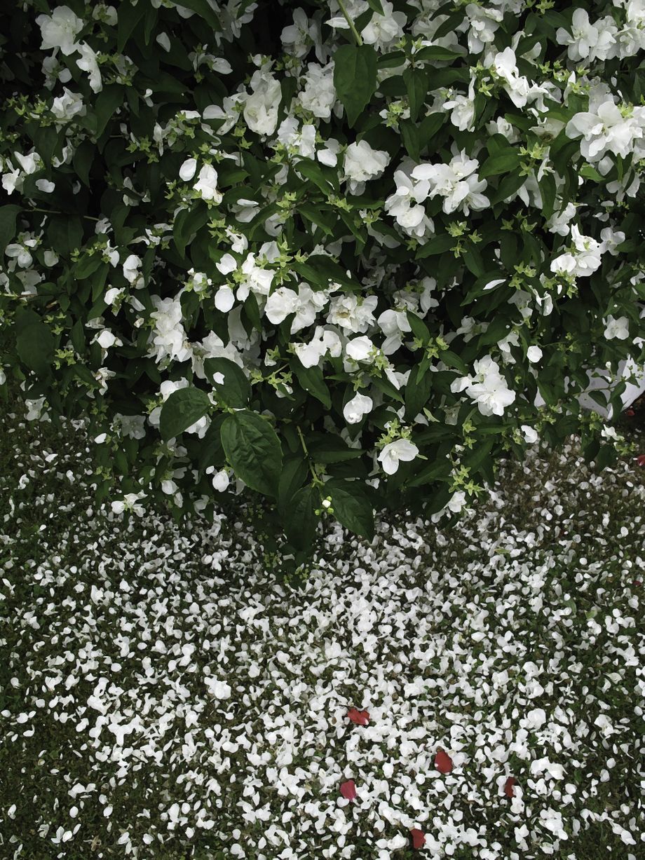 Kvit sjasmin og nokre raude rose blad - White jasmine and some red rose leaves