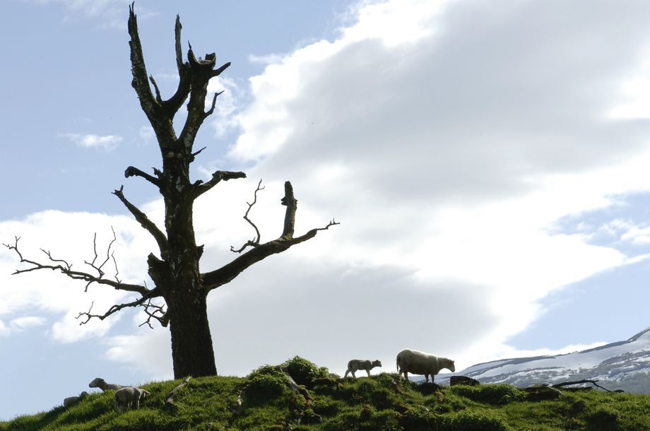 Tre på gravhaug på Hønsi. Ser du måsen øvst i treet? - Tree at  burial mound at Hønsi. Do you se the seagull in the top of the tree? 