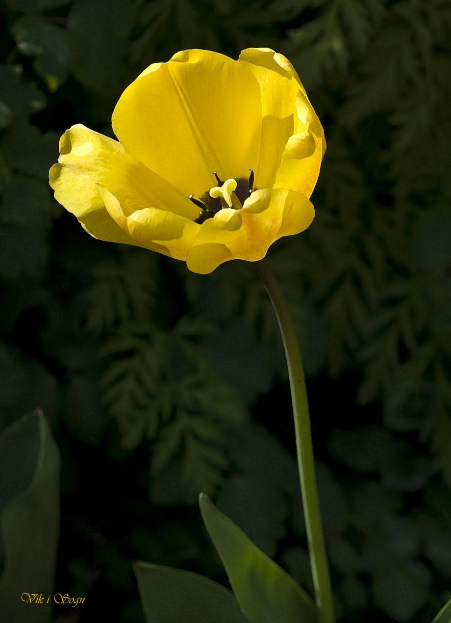 Tulipan - Tulip