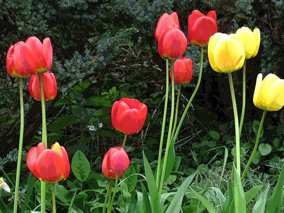 Tulipaner - Tulips