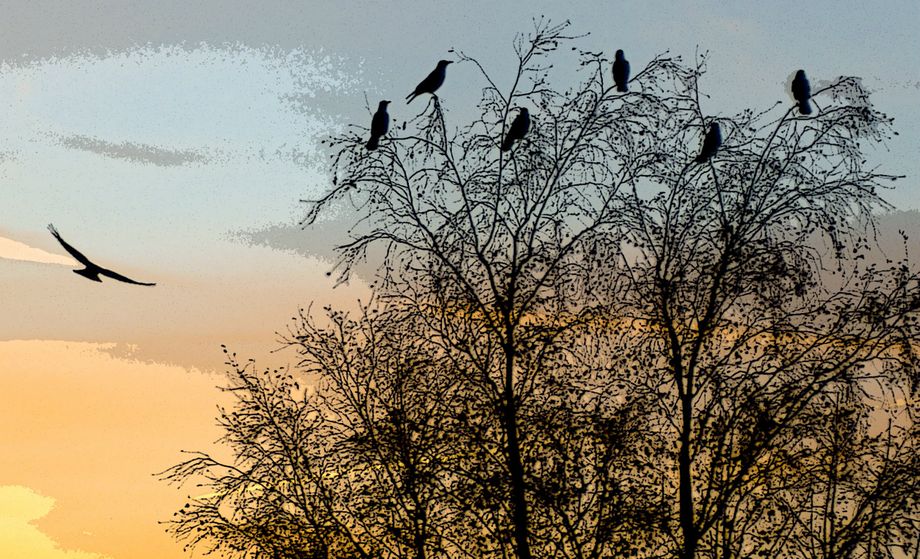 Kråker i solnedgang - Crows in sunset
