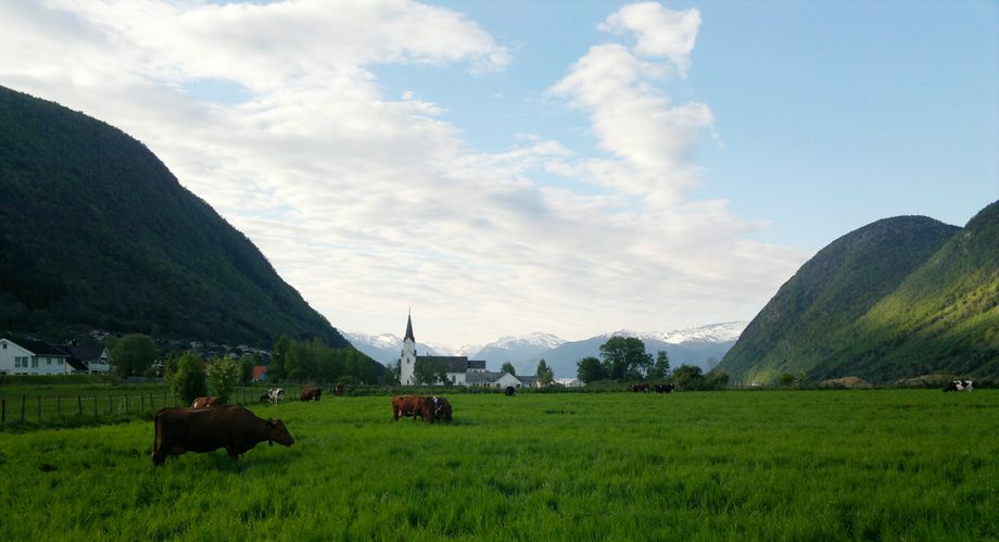 Vik kyrkje og kyr på Vange, utsikt mot nord - The Vik Church and cows at Vange, view to North, the Sognefjord 