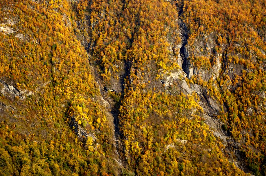 Trea klamrar seg til den bratte fjellsida, Gråberget i Høyanger - The mountain Gråberget in Høyanger, the trees are clinging to the steep mountain side
Foto
