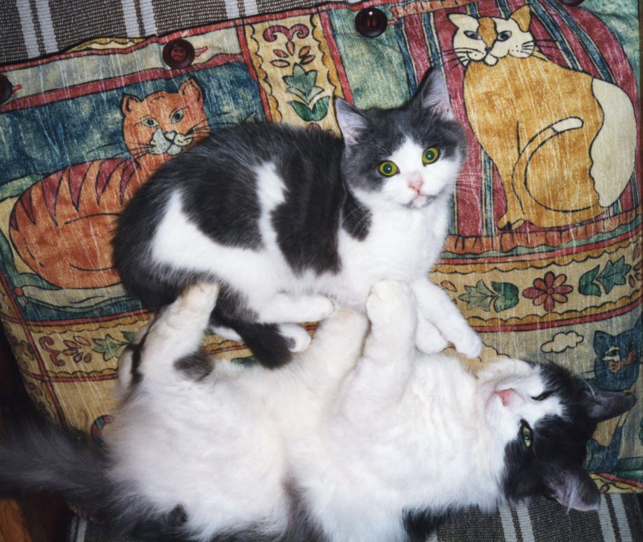 Storepusen og Lillepusen slappar av - The big cat and the little one relax