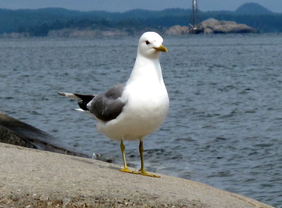 Måse - Seagull