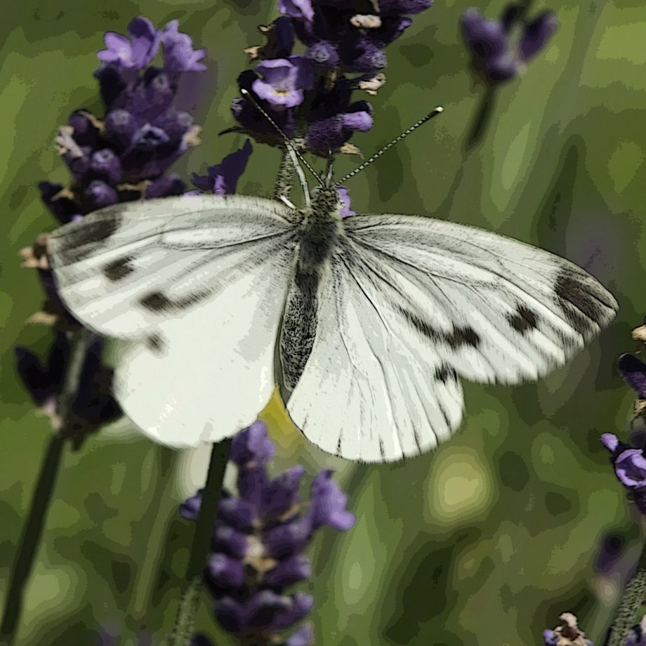 Kvit sommerfugl - White butterfly
