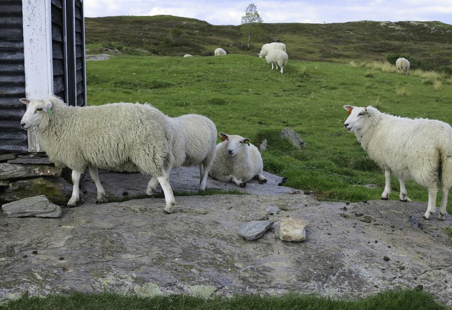Sauer på stølen Kalbakk - Sheep at Kalbakk in Vik