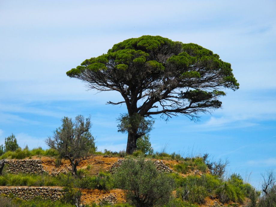 Pinje tre Mallorca- Pine tree Mallorca