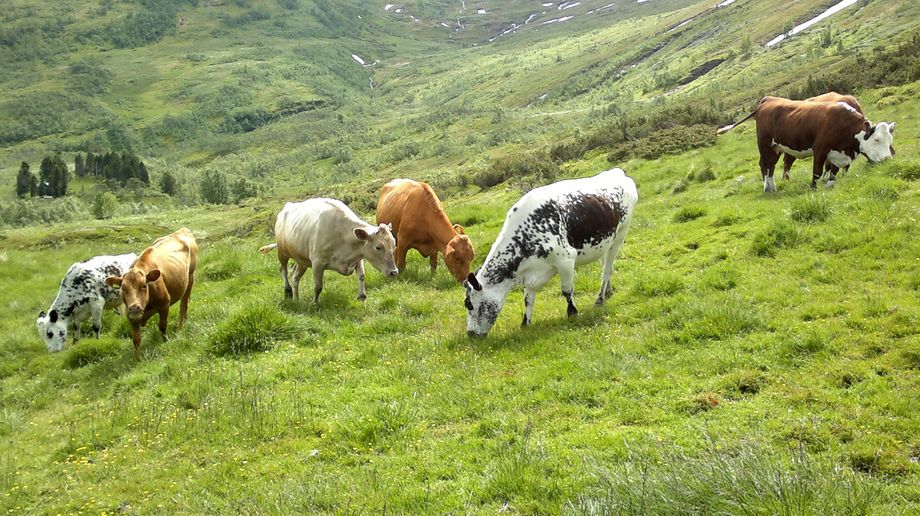 Kyr på Liasete - Cows at Liasete in Vik
Foto