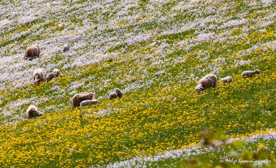 Sauar i paradis - The sheep paradise
Foto-