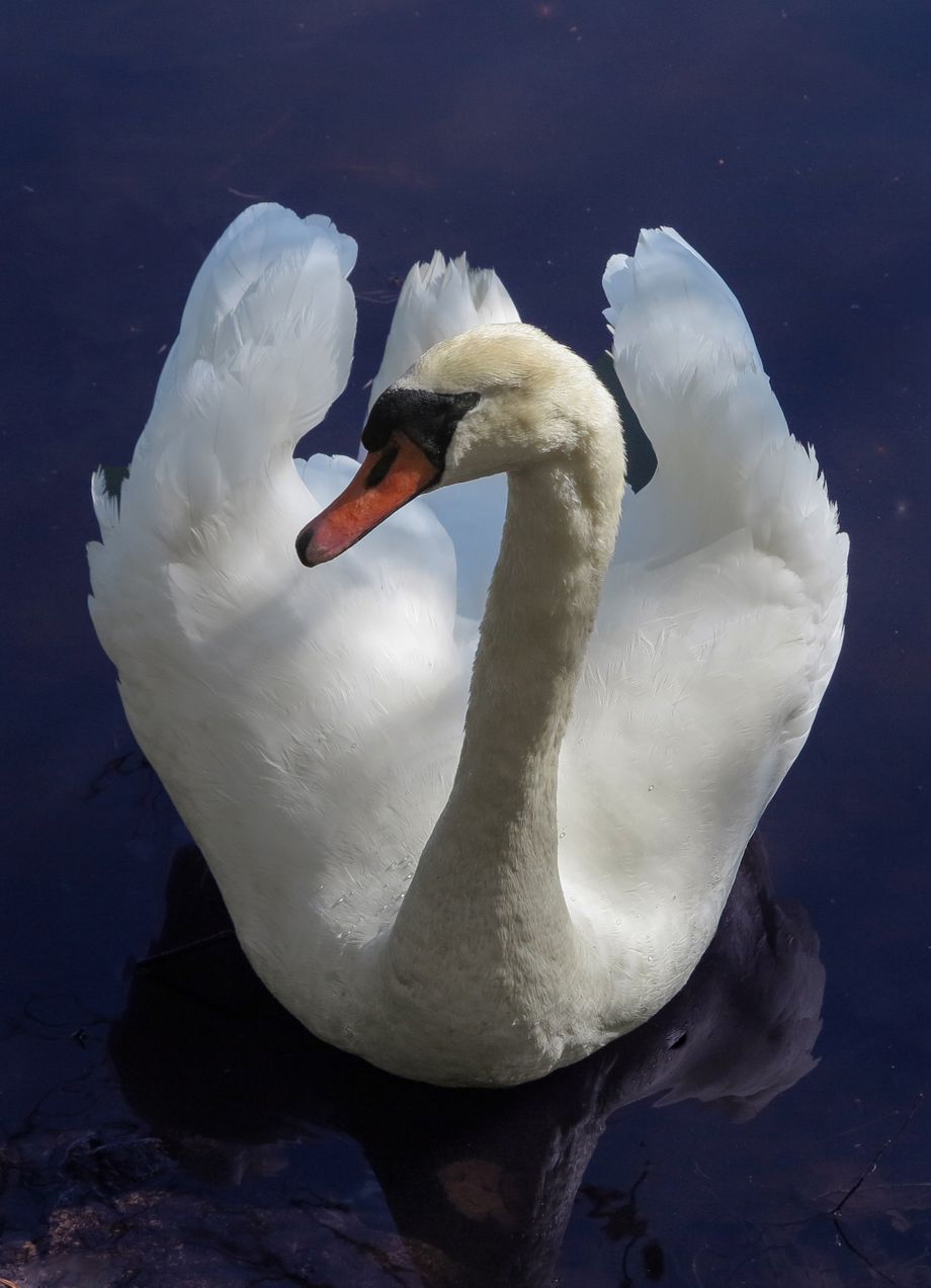 Svane 1- Swan 1