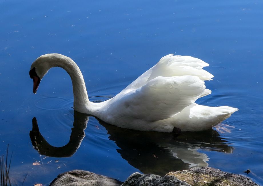 Svane 2. Kjære vannspeil, kven er vakreste svane i vannet her? - Swan 2. Dear water-mirror, who is the most beautiful swan in the water here?